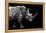 Safari Profile Collection - Rhino Black Edition-Philippe Hugonnard-Framed Premier Image Canvas