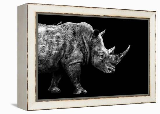 Safari Profile Collection - Rhino Black Edition-Philippe Hugonnard-Framed Premier Image Canvas