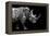 Safari Profile Collection - Rhino Black Edition-Philippe Hugonnard-Framed Premier Image Canvas