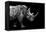 Safari Profile Collection - Rhino Black Edition-Philippe Hugonnard-Framed Premier Image Canvas