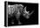 Safari Profile Collection - Rhino Black Edition-Philippe Hugonnard-Framed Premier Image Canvas