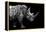 Safari Profile Collection - Rhino Black Edition-Philippe Hugonnard-Framed Premier Image Canvas