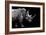 Safari Profile Collection - Rhino Black Edition-Philippe Hugonnard-Framed Photographic Print