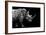 Safari Profile Collection - Rhino Black Edition-Philippe Hugonnard-Framed Photographic Print