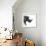 Safari Profile Collection - Rhino White Edition II-Philippe Hugonnard-Framed Photographic Print displayed on a wall