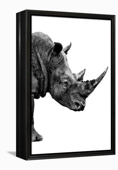 Safari Profile Collection - Rhino White Edition IV-Philippe Hugonnard-Framed Premier Image Canvas