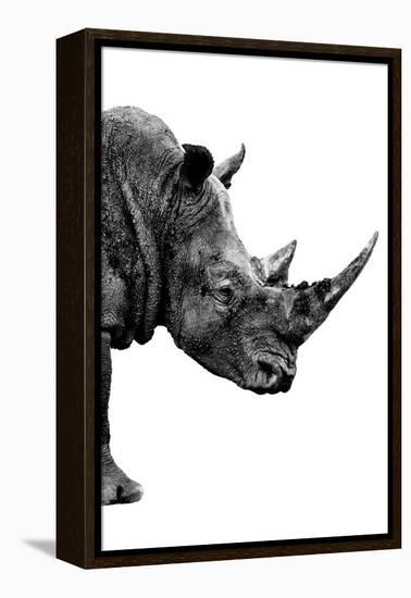 Safari Profile Collection - Rhino White Edition IV-Philippe Hugonnard-Framed Premier Image Canvas