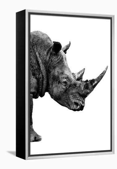 Safari Profile Collection - Rhino White Edition IV-Philippe Hugonnard-Framed Premier Image Canvas