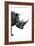 Safari Profile Collection - Rhino White Edition IV-Philippe Hugonnard-Framed Photographic Print