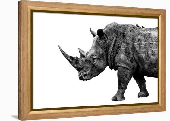 Safari Profile Collection - Rhino White Edition-Philippe Hugonnard-Framed Premier Image Canvas