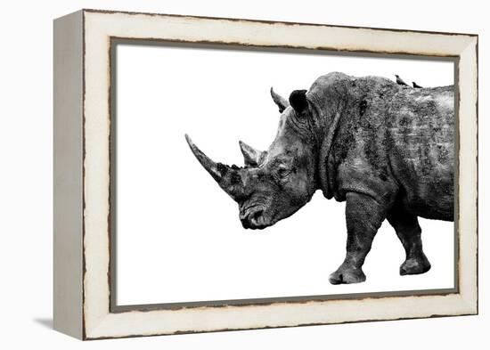 Safari Profile Collection - Rhino White Edition-Philippe Hugonnard-Framed Premier Image Canvas