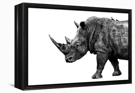 Safari Profile Collection - Rhino White Edition-Philippe Hugonnard-Framed Premier Image Canvas