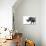 Safari Profile Collection - Rhino White Edition-Philippe Hugonnard-Photographic Print displayed on a wall