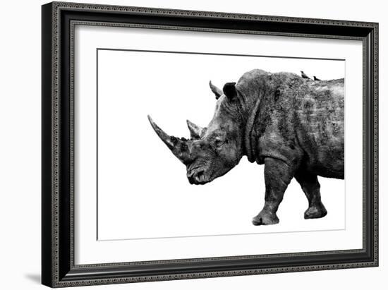 Safari Profile Collection - Rhino White Edition-Philippe Hugonnard-Framed Premium Photographic Print