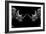 Safari Profile Collection - Rhinos Face to Face Black Edition-Philippe Hugonnard-Framed Photographic Print