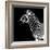 Safari Profile Collection - Zebra Black Edition II-Philippe Hugonnard-Framed Photographic Print