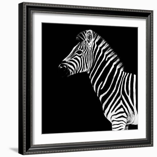 Safari Profile Collection - Zebra Black Edition II-Philippe Hugonnard-Framed Photographic Print