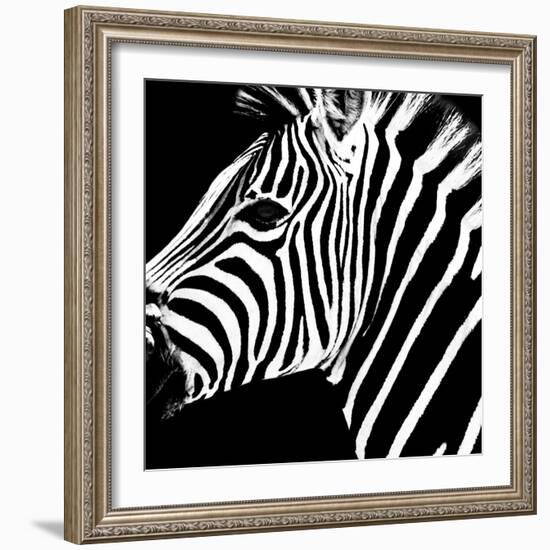 Safari Profile Collection - Zebra Portrait Black Edition-Philippe Hugonnard-Framed Photographic Print