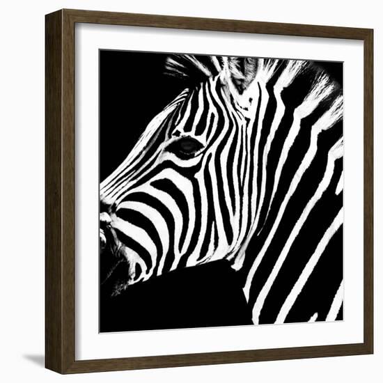 Safari Profile Collection - Zebra Portrait Black Edition-Philippe Hugonnard-Framed Photographic Print