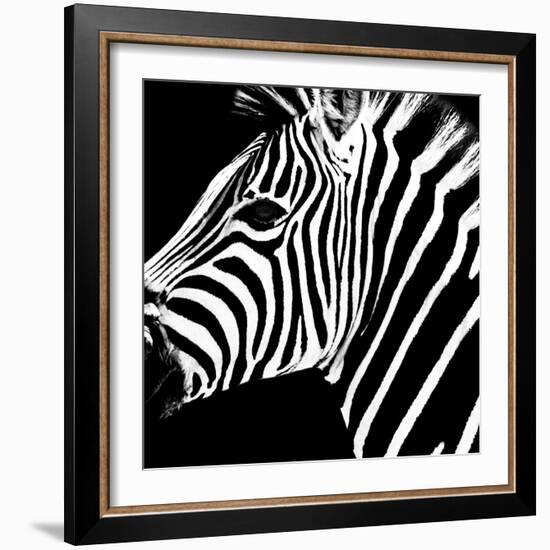 Safari Profile Collection - Zebra Portrait Black Edition-Philippe Hugonnard-Framed Photographic Print