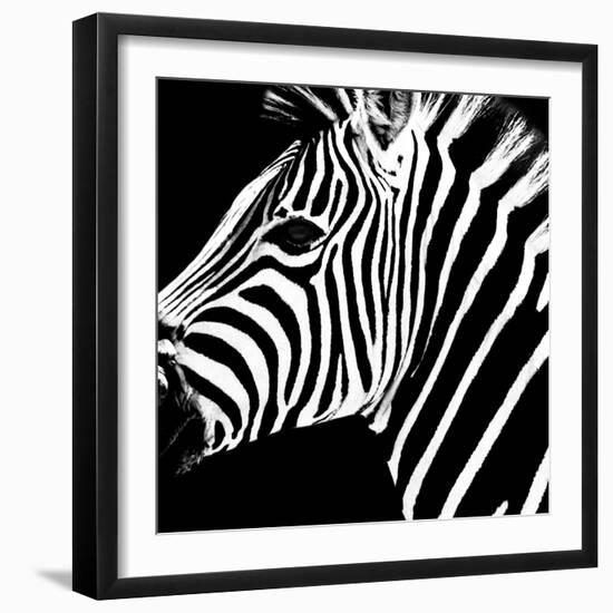 Safari Profile Collection - Zebra Portrait Black Edition-Philippe Hugonnard-Framed Photographic Print