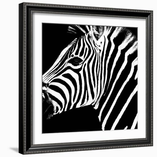 Safari Profile Collection - Zebra Portrait Black Edition-Philippe Hugonnard-Framed Photographic Print