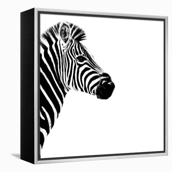 Safari Profile Collection - Zebra Portrait White Edition III-Philippe Hugonnard-Framed Premier Image Canvas