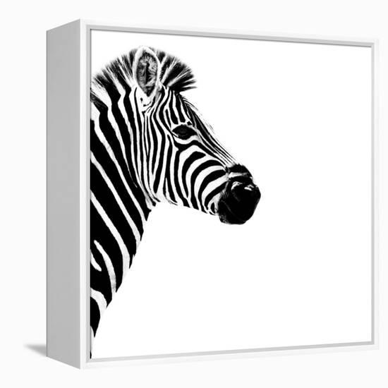 Safari Profile Collection - Zebra Portrait White Edition III-Philippe Hugonnard-Framed Premier Image Canvas