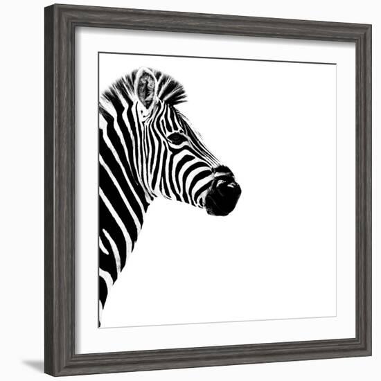 Safari Profile Collection - Zebra Portrait White Edition III-Philippe Hugonnard-Framed Photographic Print