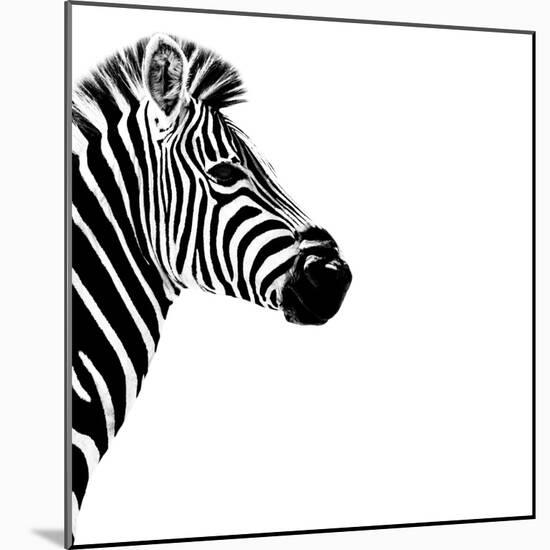 Safari Profile Collection - Zebra Portrait White Edition III-Philippe Hugonnard-Mounted Photographic Print
