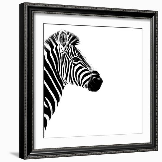 Safari Profile Collection - Zebra Portrait White Edition III-Philippe Hugonnard-Framed Photographic Print