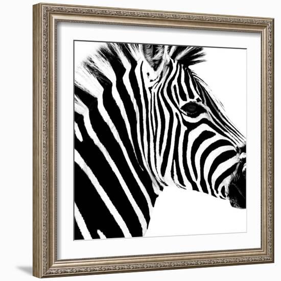Safari Profile Collection - Zebra Portrait White Edition-Philippe Hugonnard-Framed Photographic Print