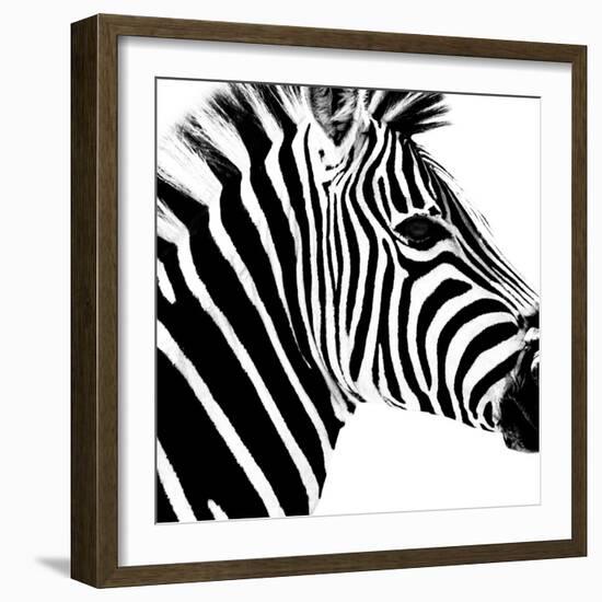 Safari Profile Collection - Zebra Portrait White Edition-Philippe Hugonnard-Framed Photographic Print