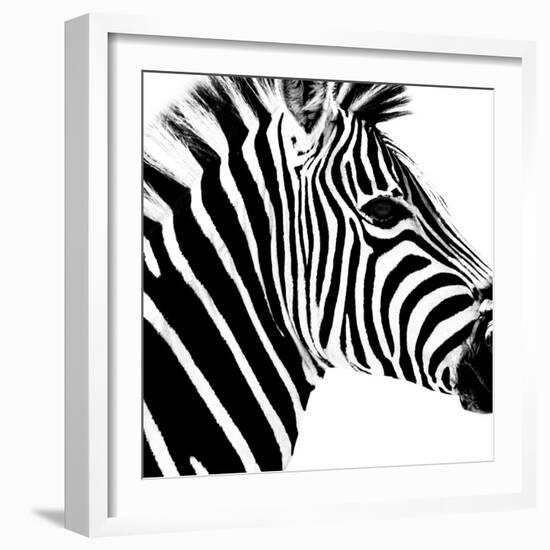 Safari Profile Collection - Zebra Portrait White Edition-Philippe Hugonnard-Framed Photographic Print