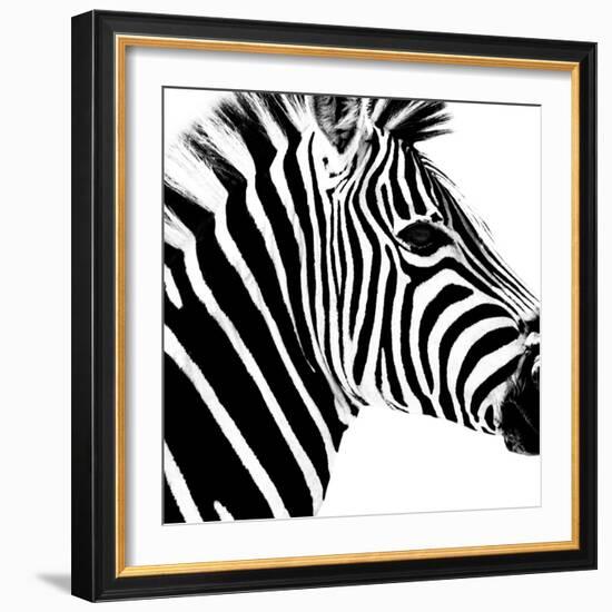 Safari Profile Collection - Zebra Portrait White Edition-Philippe Hugonnard-Framed Photographic Print