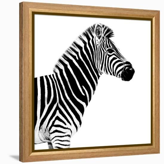Safari Profile Collection - Zebra White Edition II-Philippe Hugonnard-Framed Premier Image Canvas