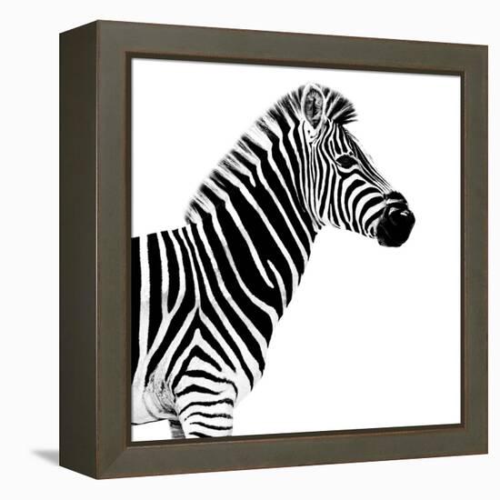 Safari Profile Collection - Zebra White Edition II-Philippe Hugonnard-Framed Premier Image Canvas