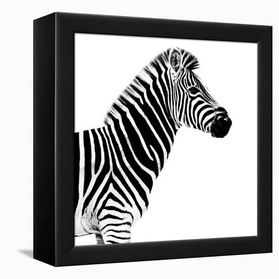 Safari Profile Collection - Zebra White Edition II-Philippe Hugonnard-Framed Premier Image Canvas