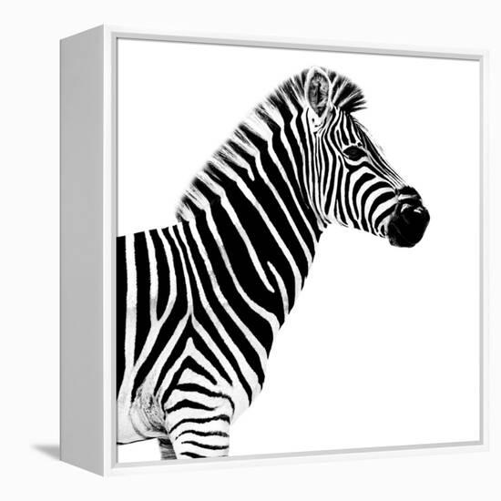 Safari Profile Collection - Zebra White Edition II-Philippe Hugonnard-Framed Premier Image Canvas