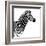 Safari Profile Collection - Zebra White Edition II-Philippe Hugonnard-Framed Photographic Print