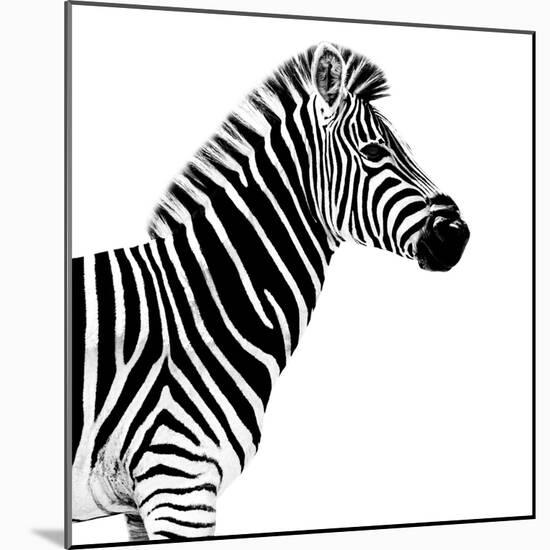 Safari Profile Collection - Zebra White Edition II-Philippe Hugonnard-Mounted Photographic Print
