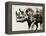 Safari Scenes II-Sydney Edmunds-Framed Premier Image Canvas