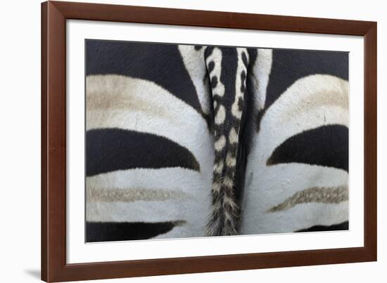Safari Stripe-Staffan Widstrand-Framed Giclee Print