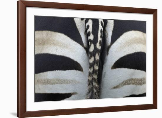 Safari Stripe-Staffan Widstrand-Framed Giclee Print