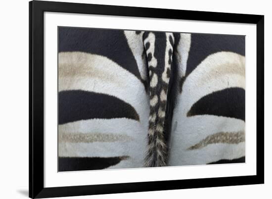 Safari Stripe-Staffan Widstrand-Framed Giclee Print