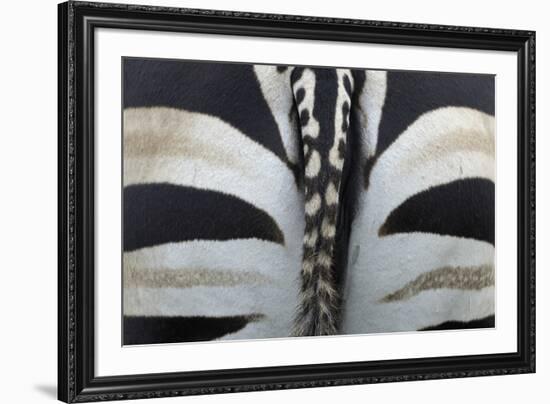 Safari Stripe-Staffan Widstrand-Framed Giclee Print