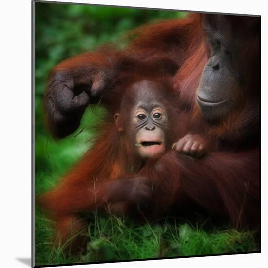 Safe-Ruud Peters-Mounted Photographic Print