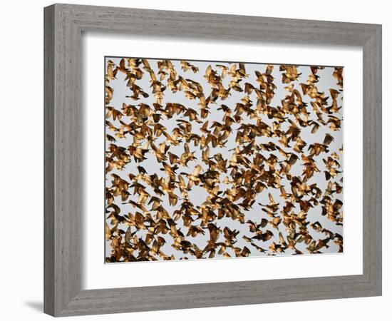 Safety in Numbers 2, (red-billed quelea), Namibia, 2018-Eric Meyer-Framed Photographic Print