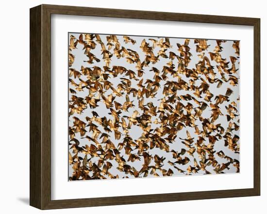 Safety in Numbers 2, (red-billed quelea), Namibia, 2018-Eric Meyer-Framed Photographic Print