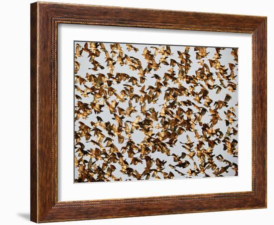 Safety in Numbers 2, (red-billed quelea), Namibia, 2018-Eric Meyer-Framed Photographic Print